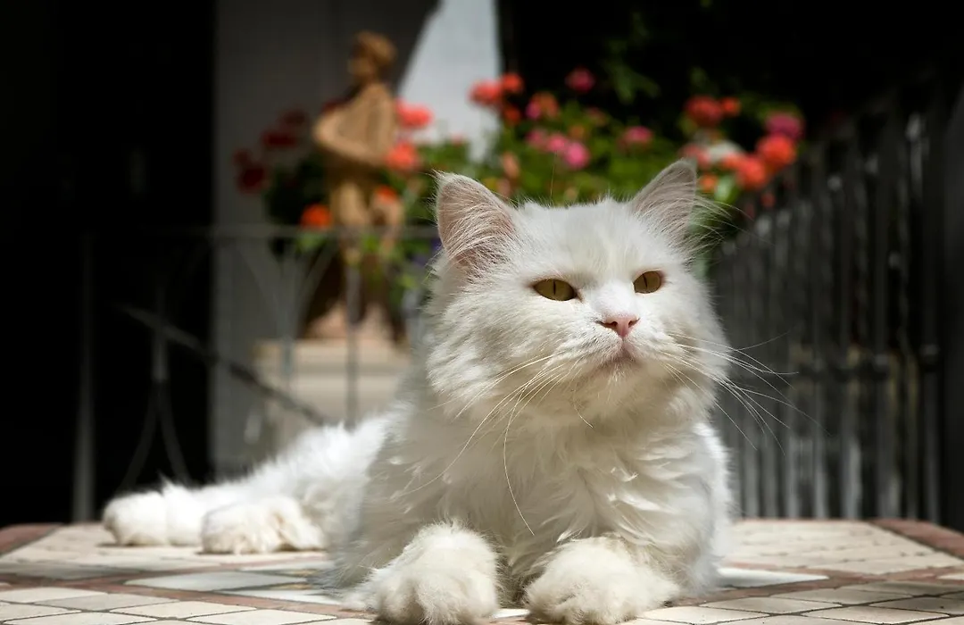 Albergo Gatto Bianco-1