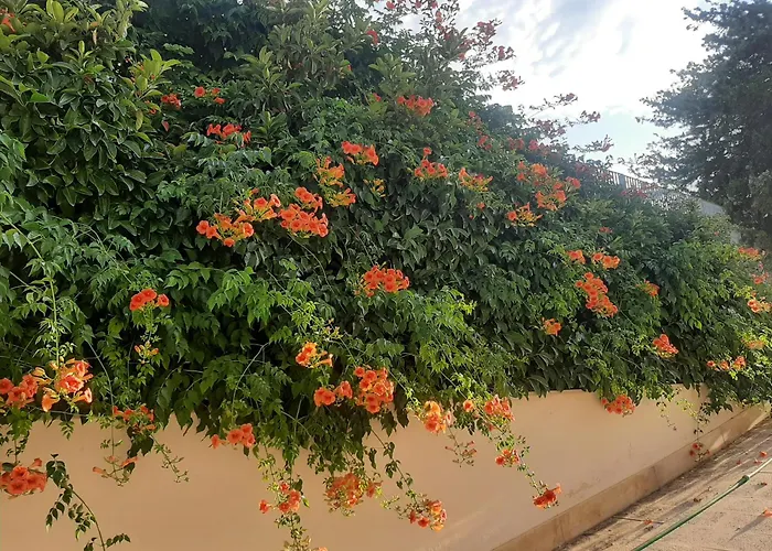 The Orange Groove Bed and Breakfast Bari