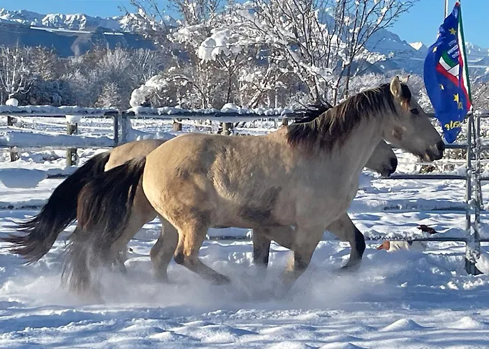 B&B Cm Ranch Coni