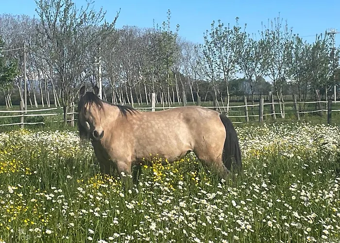 B&B Cm Ranch Coni