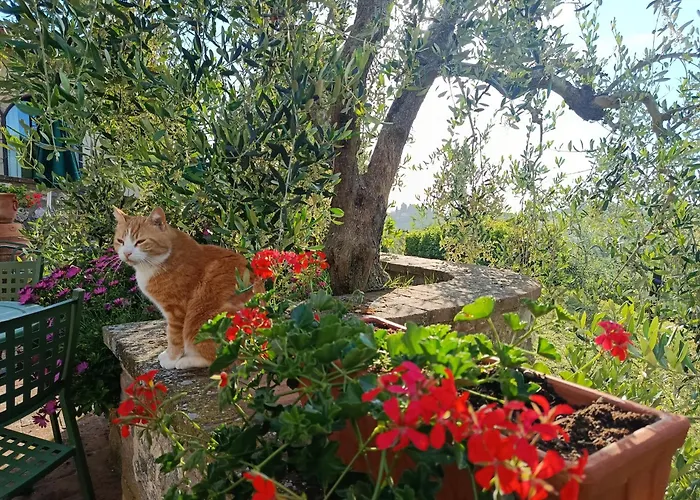 Bed and Breakfast Rocca Degli Olivi San Gimignano